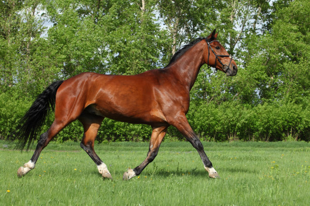 纯种马在绿色的夏日田野上奔跑嬉戏图片下载