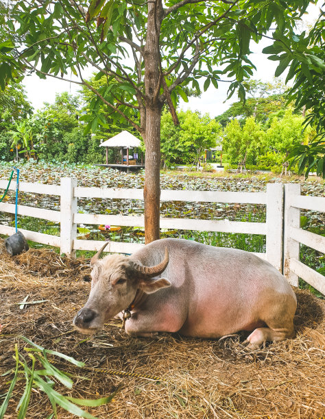 水牛在池塘附近的花园里吃草图片下载