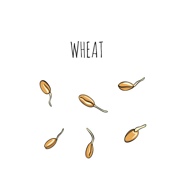 小麦套生长种子-载体插图。微型绿色素描和手绘风格。为餐厅、咖啡馆和厨房提供健康健康的素食图片下载