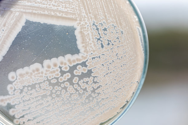 毕赤酵母是酵母科酵母的一个属，显微镜下教育。图片下载