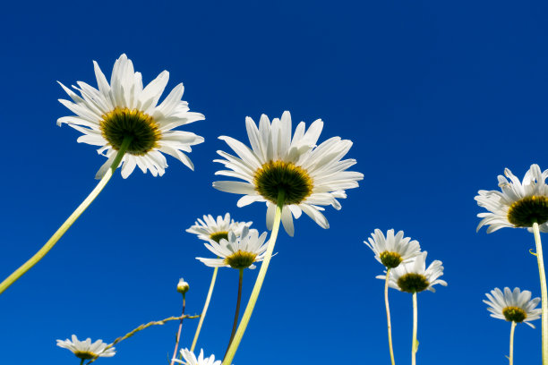 白色的雏菊。蓝色的天空映衬着花朵。底部视图。图片下载