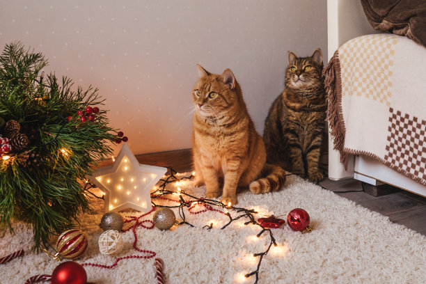 两只猫靠近圣诞树。图片下载