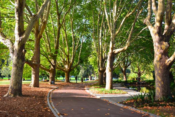 公园里的特色树图片下载