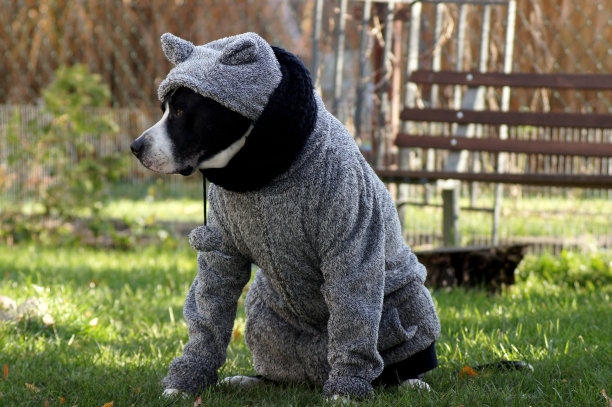 斗牛犬在冬天穿着暖和图片下载