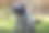 斗牛犬在冬天穿着暖和图片下载