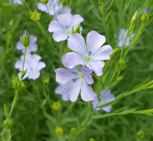 亚麻、亚麻属植物,为图片下载