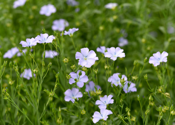 亚麻、亚麻属植物,为图片下载
