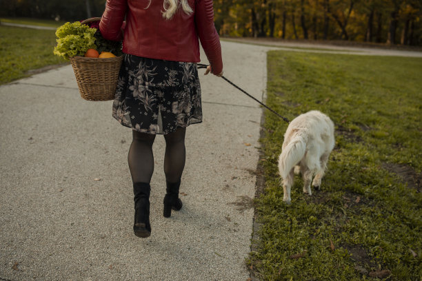 后视图的女人带着她的金毛猎犬放松散步图片下载