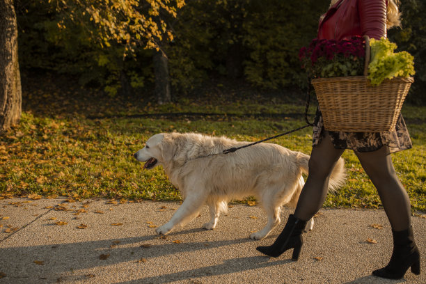 剪下了一个女人和她的狗在公园阳光下散步的画面图片下载