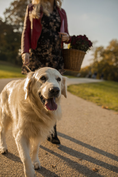 快乐的金毛寻回享受在公园散步图片下载