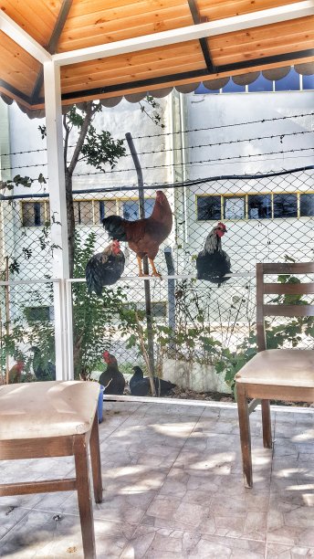 公鸡- CHİCKEN图片下载