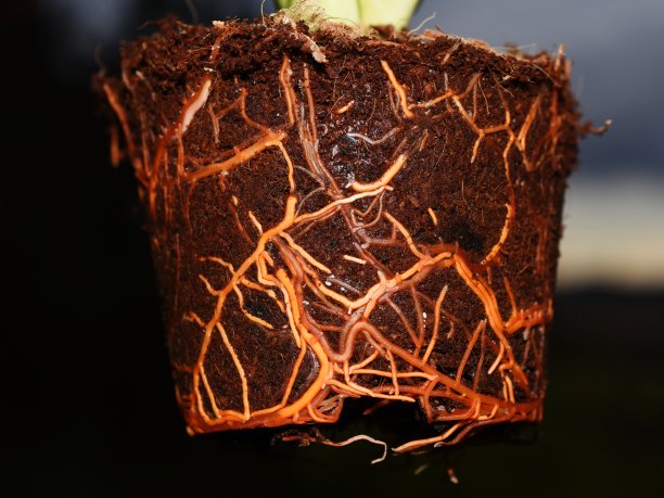 土壤根系图片下载