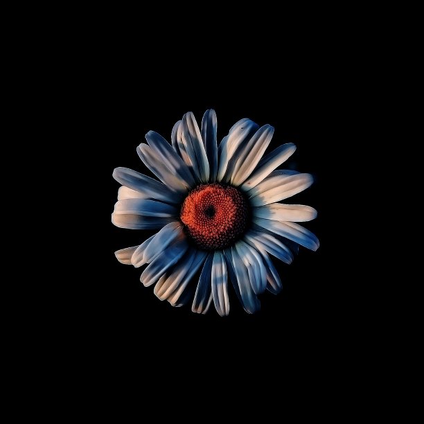 黑色背景上的雏菊图片下载