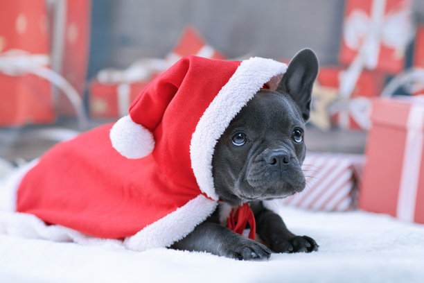 可爱的法国斗牛犬狗狗穿着红色的圣诞老人斗篷，一只耳朵在节日模糊的背景前素材图片