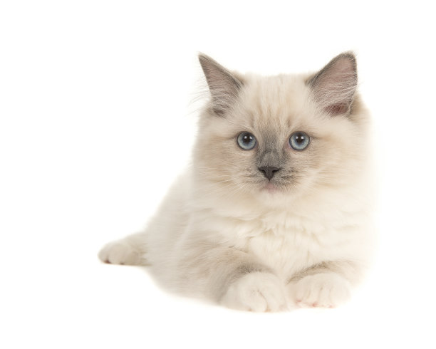 漂亮的布娃娃小猫，蓝色的眼睛躺在地上，孤立在白色的背景上图片下载