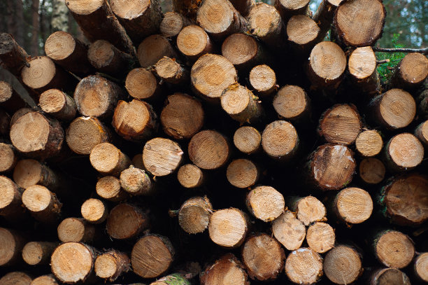 秋天，木材躺在森林里图片下载