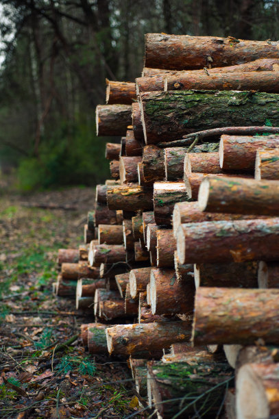 秋天，木材躺在森林里图片下载