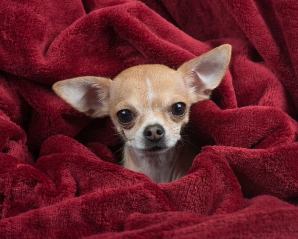 深红色天鹅绒毯子包裹着可爱的吉娃娃图片下载