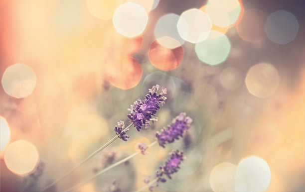 选择性和柔和的焦点在薰衣草，美丽的自然在花园薰衣草床的阳光和美丽的散景图片下载