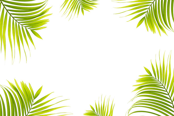 抽象绿叶纹理，自然背景，热带叶图片下载