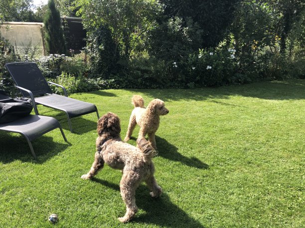 在花园里遇到涂鸦图片下载