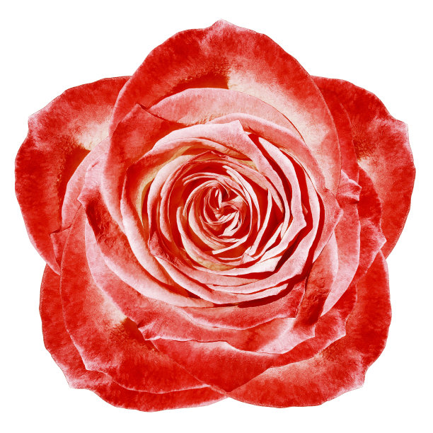 白红锦葵花在白色孤立的背景与修剪路径。雨滴落在花瓣上。为设计。特写镜头。大自然。图片下载