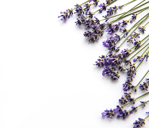 薰衣草花束，白色背景俯视图图片下载