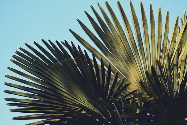 棕榈树顶部图片下载