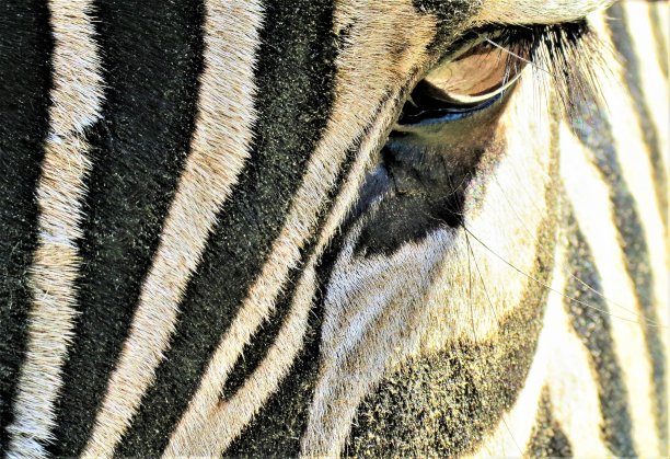 斑马。图片下载