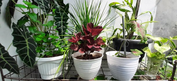 花植物图片下载