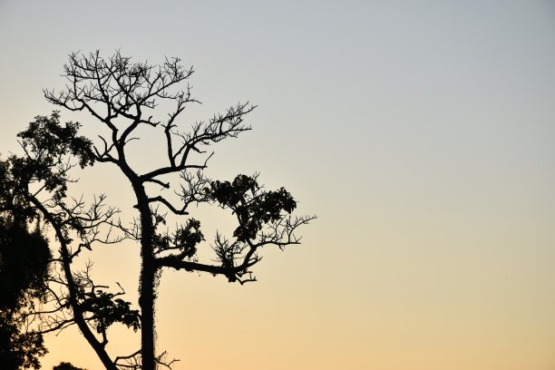 轮廓的背景图片下载
