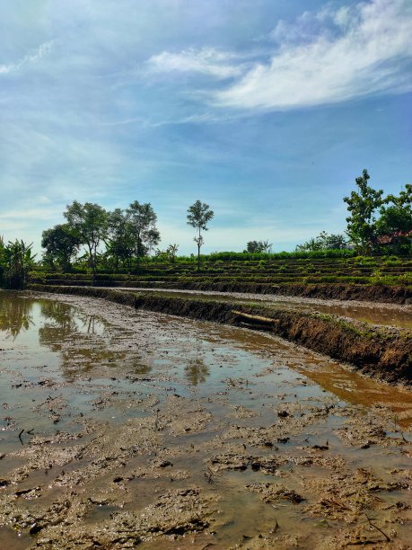 稻田图片下载