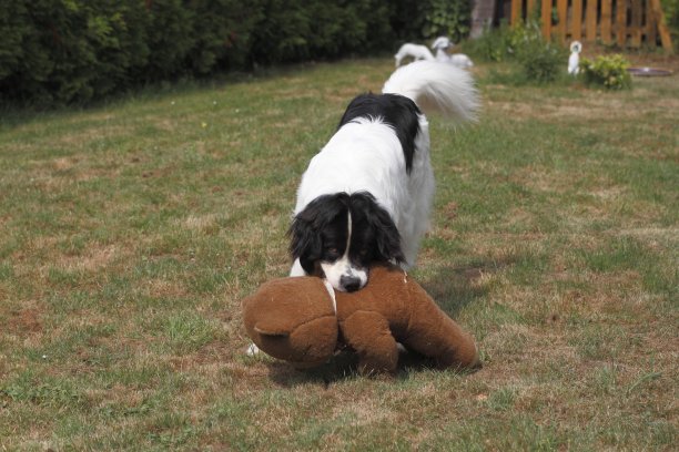大兰瑟犬非常顽皮图片下载