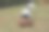 大兰瑟犬非常顽皮图片下载