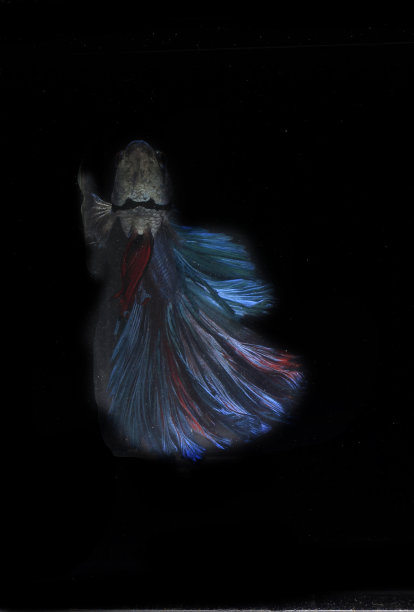 蓝巨人半月斗鱼，在黑色的背景图片下载