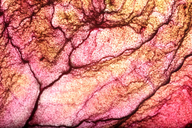 干叶纹理抽象背景图片下载