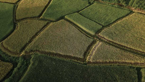 越南北部萨帕地区水稻梯田的收获景观景观背景模式图片下载