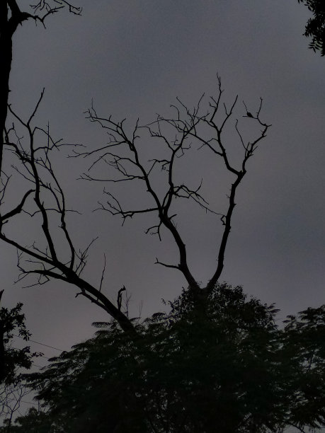 晚上在一棵恐怖的树上拍的恐怖照片图片下载