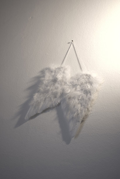 白色的翅膀图片下载