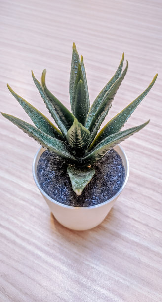 桌子装饰用塑料植物，人造芦荟图片下载