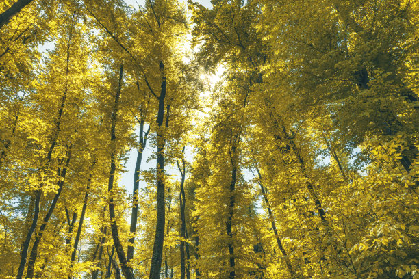 绿色健康的森林是我们生态系统的重要组成部分。图片下载