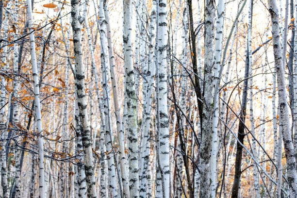 秋天的桦林图片下载