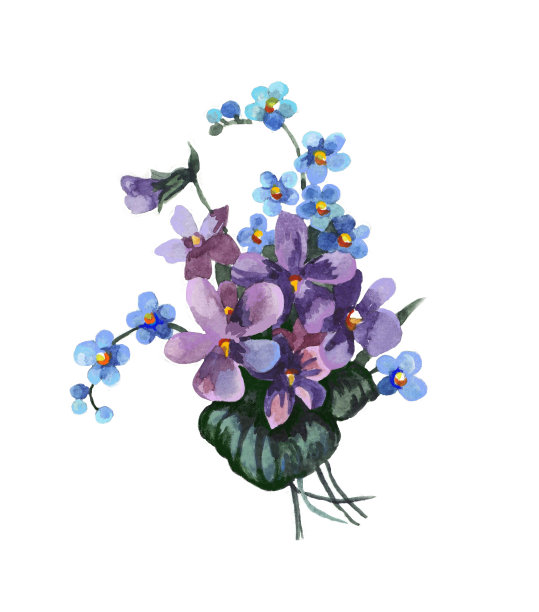 水彩紫罗兰和忘记我不预算孤立的白色插图。图片下载
