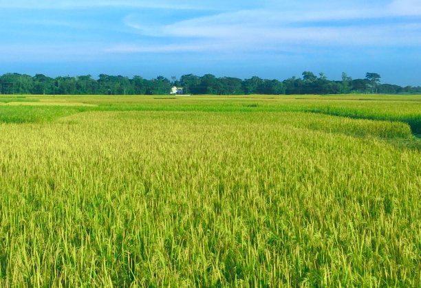 农业的照片图片下载