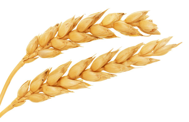 小麦在白图片下载