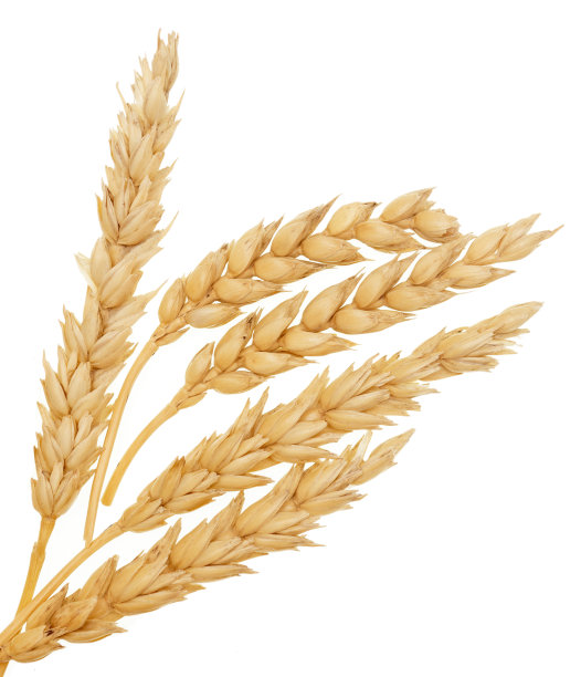 小麦在白图片下载
