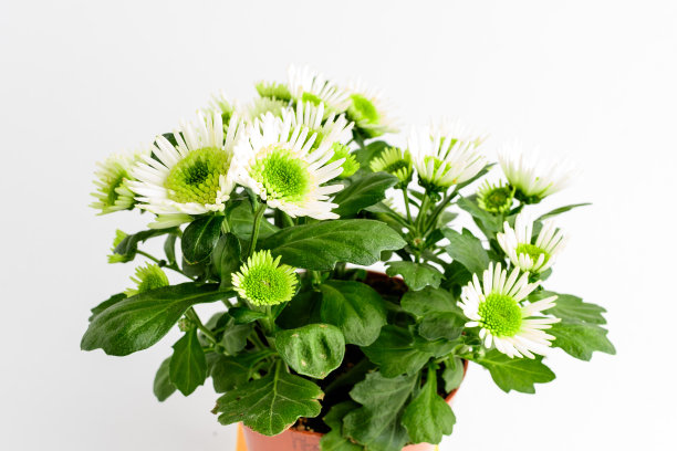 许多精致的白色菊花也被称为菊花或菊花，和绿色的叶子在花园盆栽附近的白色墙壁，美丽的室内花卉背景拍摄与软焦点图片下载