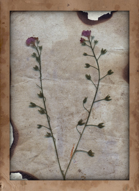 带有划痕、污渍、纹理和干燥植物的老式纸张图片下载