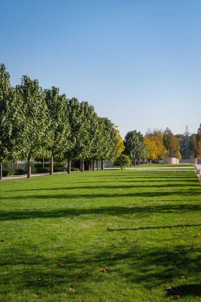 小巷美丽的泡桐树或皇后树(公主或毛地黄树)。景观设计。城市公园“克拉斯诺达尔”。公共“加利西亚公园”供休闲和散步。阳光明媚的秋天。“n图片下载