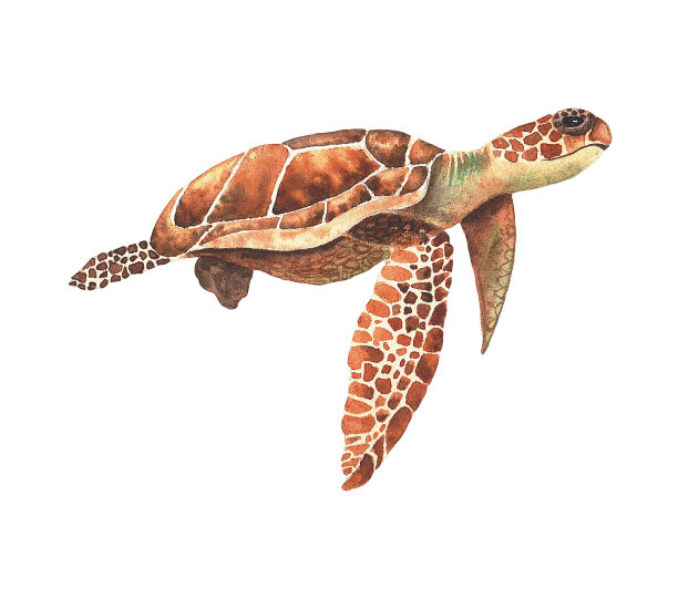 海龟。水彩手绘插图上的白色背景。海底动物图片下载